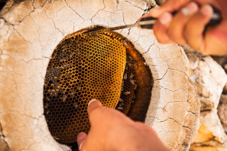 Cutting out disks of natural bee wax containing honey