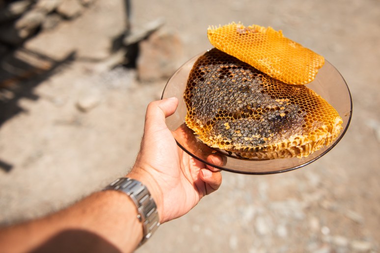 Holding disks of wax before the honey get's extracted from them